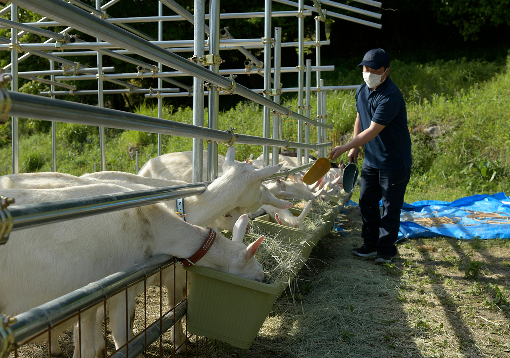 宇美町の山間に作られたヤギ牧場。「コロナが収束したら、ふれあい体験なども行っていきたい」と小林さん