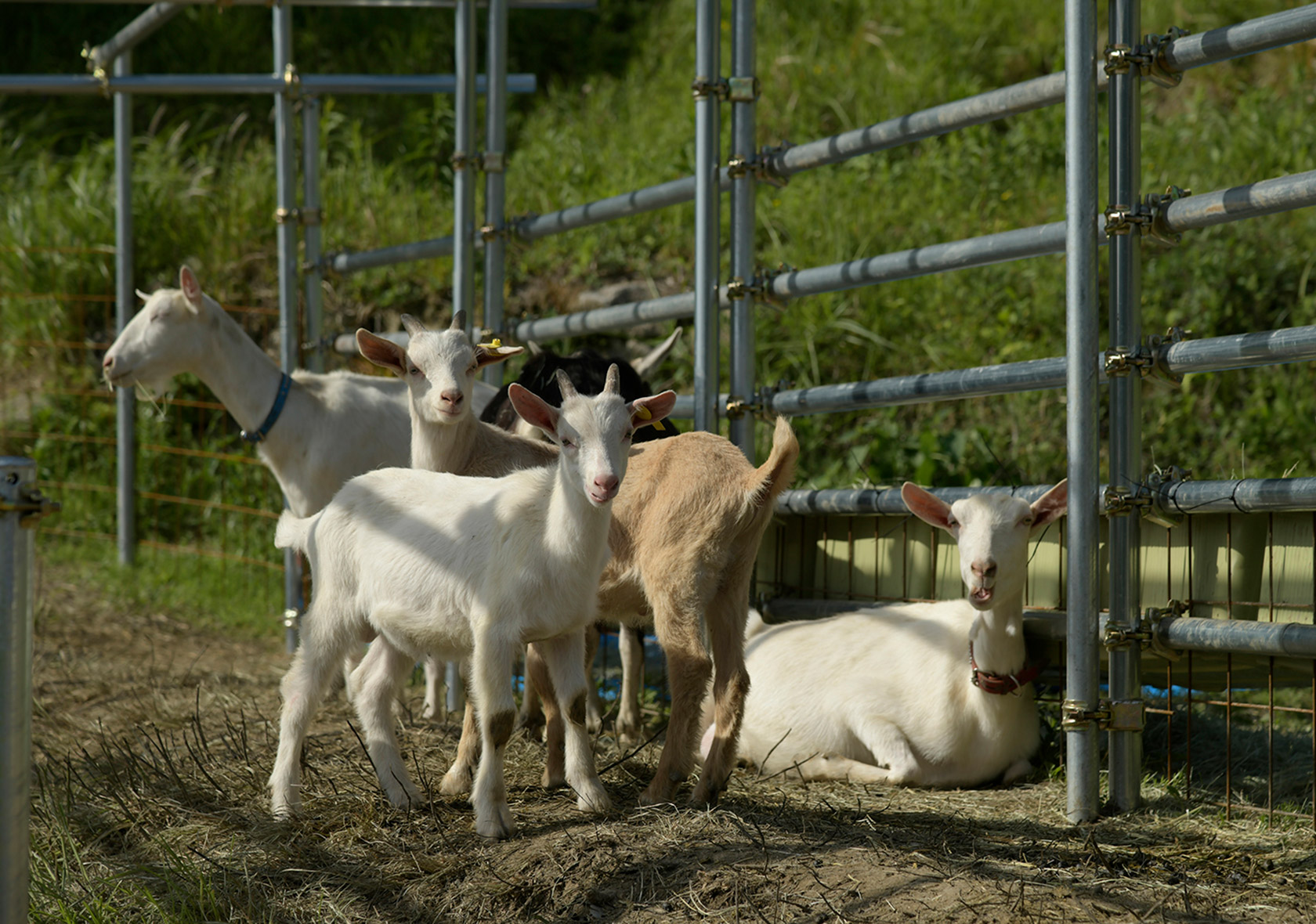 宇美町の山間に作られたヤギ牧場。「コロナが収束したら、ふれあい体験なども行っていきたい」と小林さん